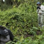 Car Rental For Gorilla Trekking Uganda