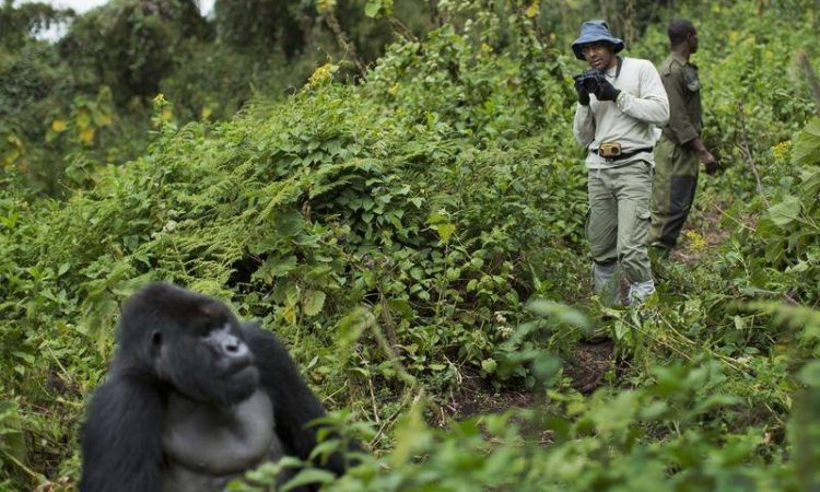 Rwanda gorilla trekking