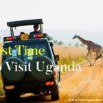 Best Time To Visit Uganda For Safari