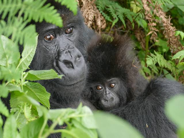Mgahinga Gorilla National Park - Car Rental Uganda Entebbe