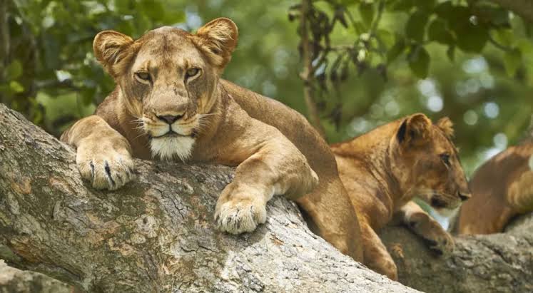 Queen Elizabeth National Park - Car Rental Uganda Entebbe