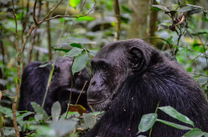 Kibale National Park - Car Rental Uganda Entebbe