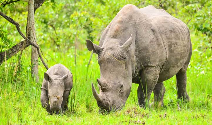 Ziwa Rhino Sanctuary - Car Rental Uganda Entebbe
