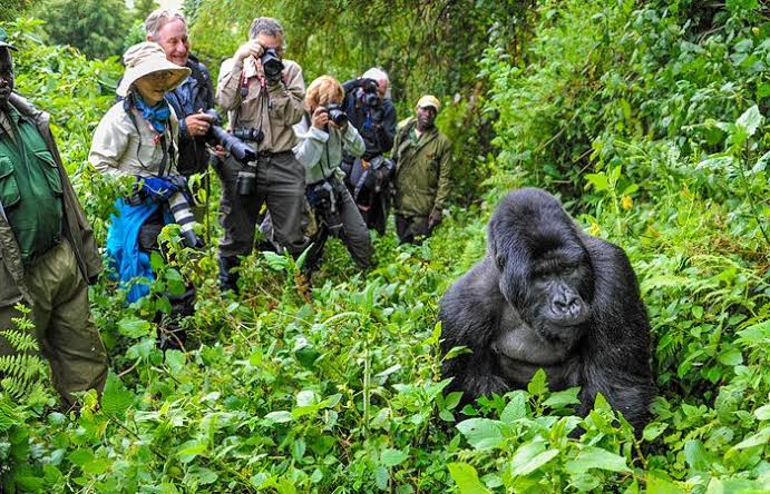 Bwindi Impenetrable National Park - Car Rental Uganda